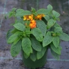 Lantana camara 'Gem™ Ruby' – lantana